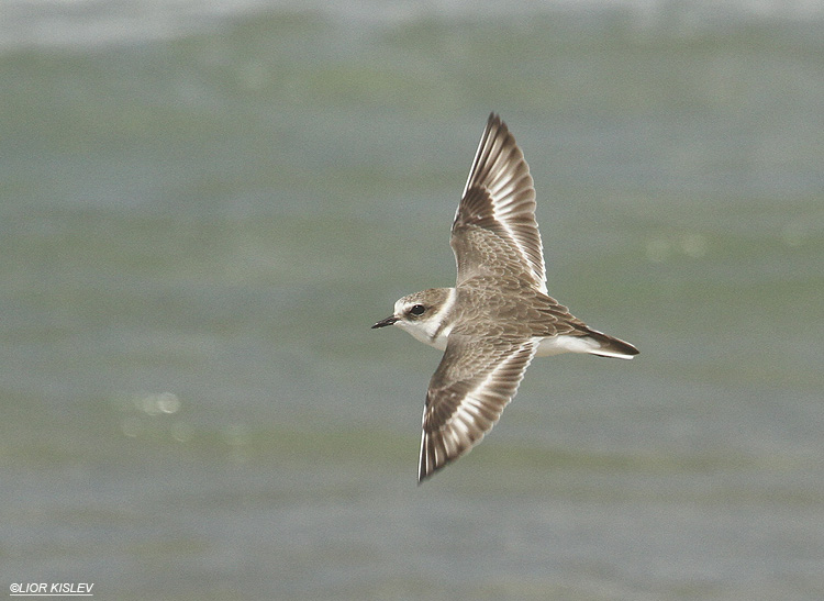 Kentish Plover Charadrius alexandrinus  .   Maagan Michael ,11-09-12 Lior Kislev